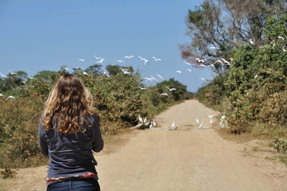 A Ana filma revoada de pássaros na rodovia Transpantaneira, entre Poconé e Porto Jofre, no Mato Grosso
